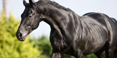 filmes sobre cavalo preto