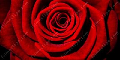 filmes sobre Rosa vermelha
