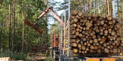 filmes sobre exploração madeireira