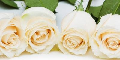 filmes sobre Rosa Branca