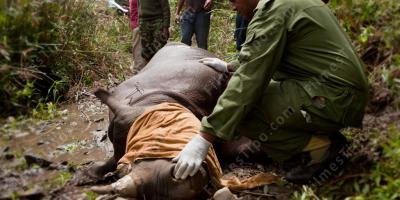 filmes sobre wwf