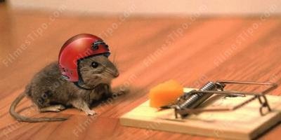 filmes sobre ratoeira filmes sobre ratoeira