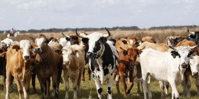 filmes sobre movimentação de gado