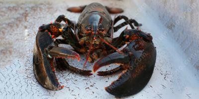 filmes sobre lagosta