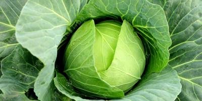 filmes sobre repolho