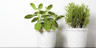 filmes sobre vaso de planta filmes sobre vaso de planta