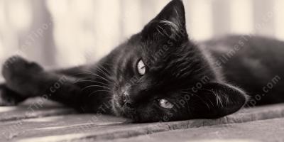 filmes sobre gato preto