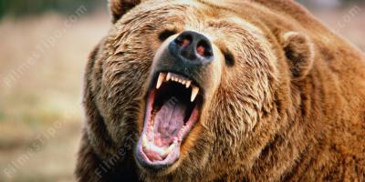 filmes sobre ataque de urso