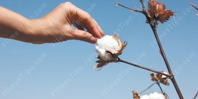 filmes sobre algodão