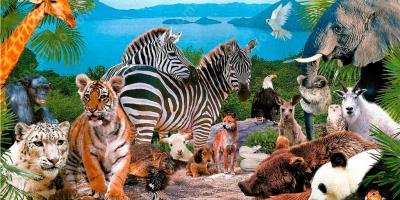 filmes sobre planeta Animal