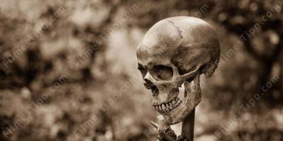 filmes sobre corpo decomposto