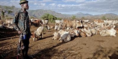filmes sobre farfalhar de gado