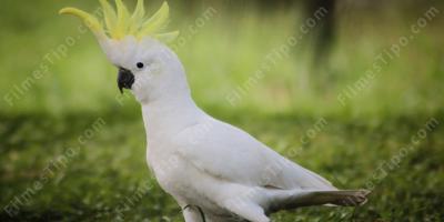 filmes sobre cacatua