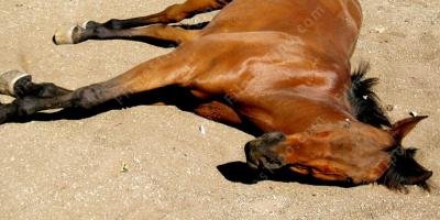 filmes sobre cavalo morto