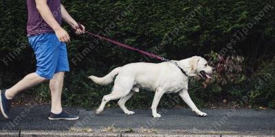 filmes sobre passeando com um cachorro