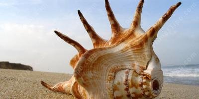 filmes sobre Concha do mar filmes sobre Concha do mar