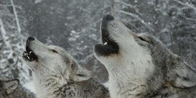 filmes sobre Apito de lobo